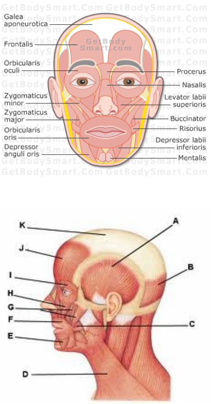 Muscles Of The Face Diagram